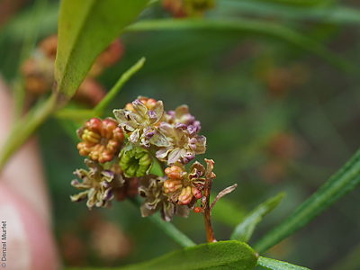 Dodonaea viscosa ssp. angustissima fl Denzel Murfet KI